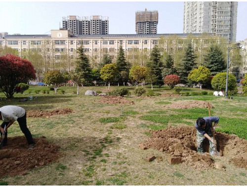 江阴城市绿化树木图片