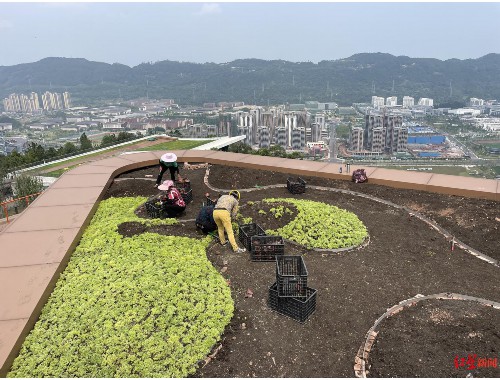 水系绿化工程合理化建议