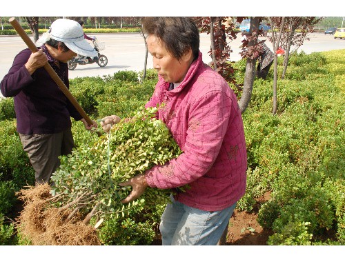 武汉包绿化工程是不是传销