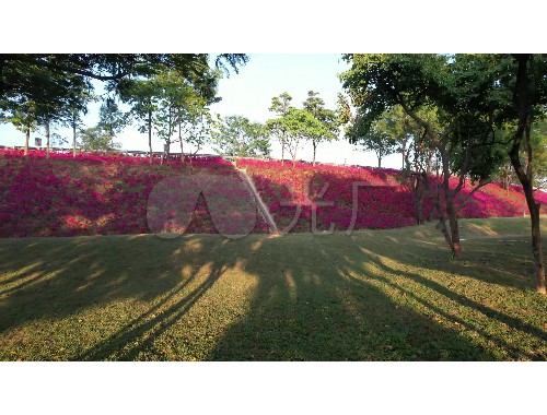 个旧绿化花卉苗木批发市场