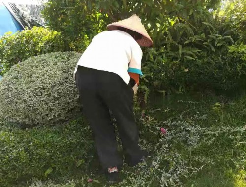 越卓绿化工程小程序