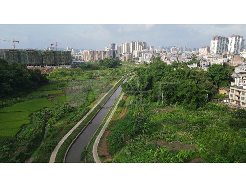 襄阳城市绿化树